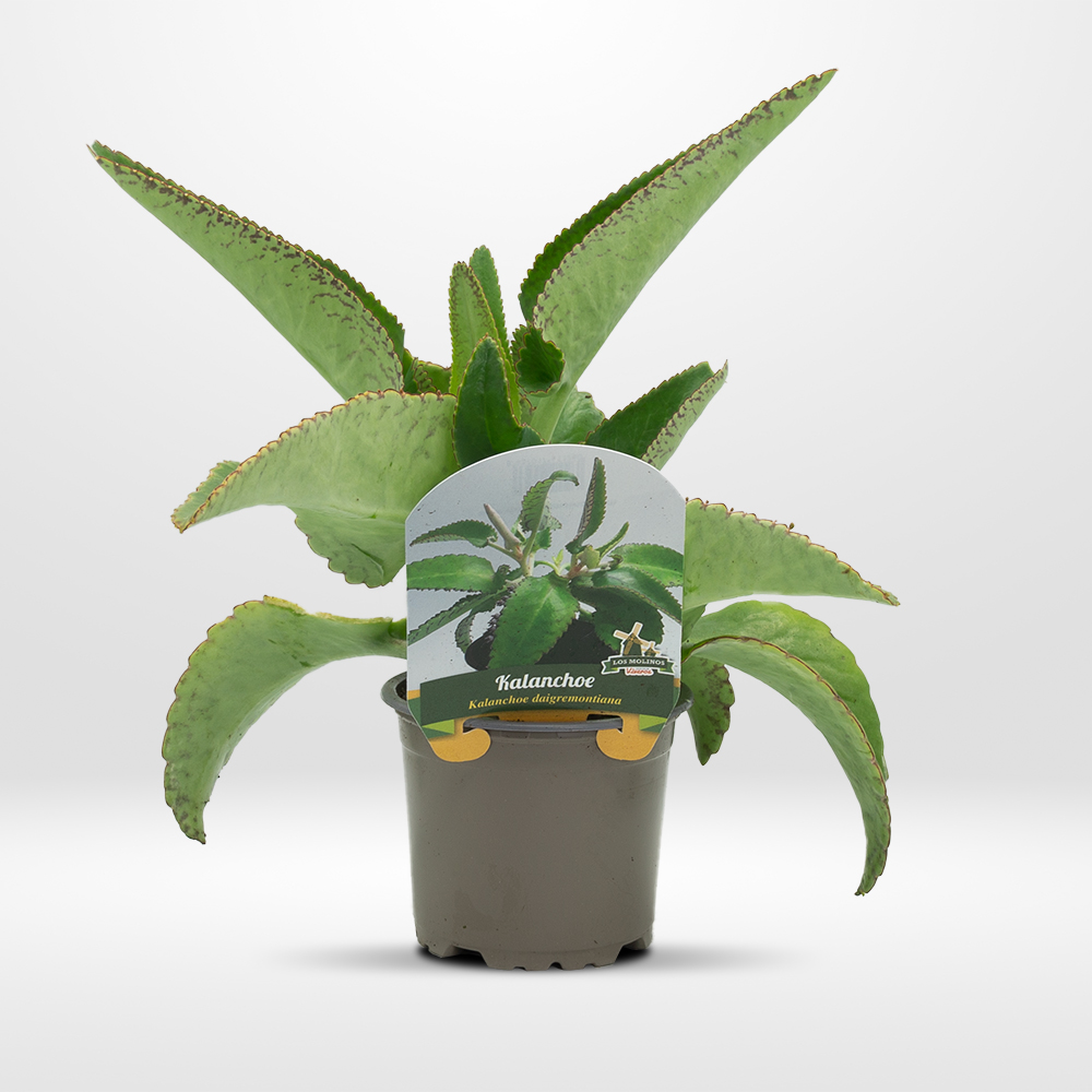 Plantas de interior