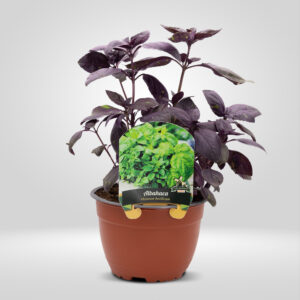 Albahaca Morada en Maceta Grande