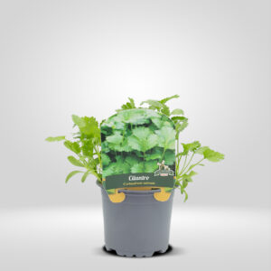 Cilantro en Maceta Pequeña