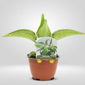 Kalanchoe en Maceta Grande