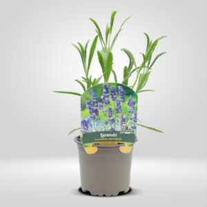 Lavanda Dentada en Maceta Pequeña
