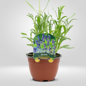 Lavanda Dentada en Maceta Grande