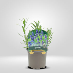 Lavanda en Maceta pequeña
