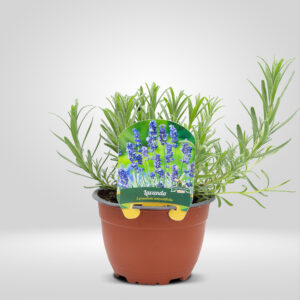 Lavanda en Maceta Grande