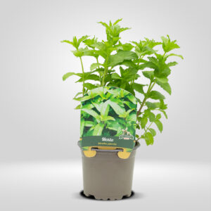 Menta en Maceta Pequeña