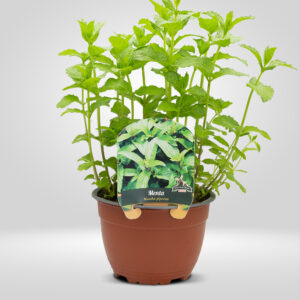 Menta en Maceta Grande