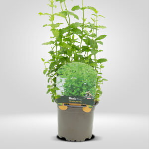 Menta Fresa en Maceta Pequeña