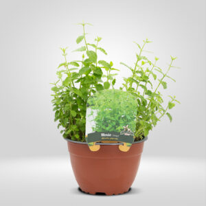 Menta Fresa en maceta grande