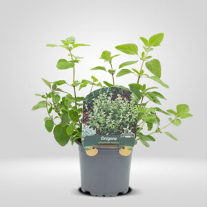 Oregano en Maceta Pequeña