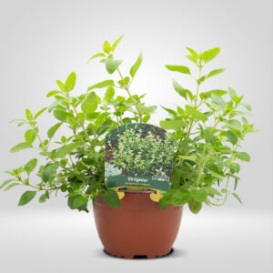 Oregano en Maceta Grande