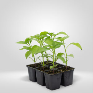 Pimiento Rocoto