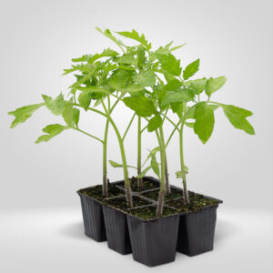 Tomate Raf