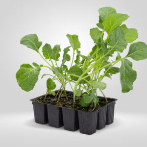 Brocoli en estuche