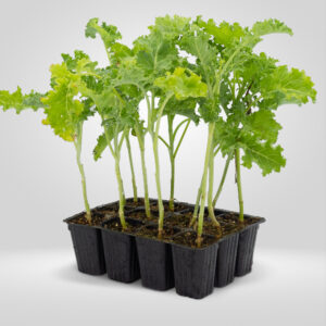 Col- Kale
