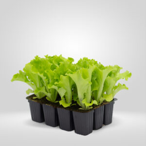 Lechuga Batavia