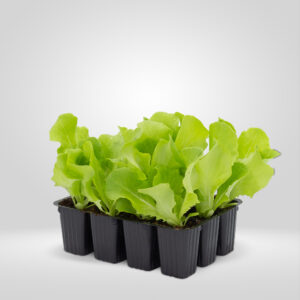 Lechuga hoja de Roble