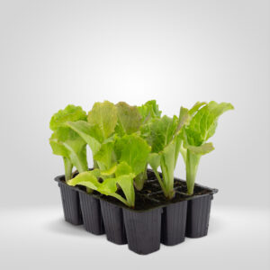 Lechuga Maravilla de Verano