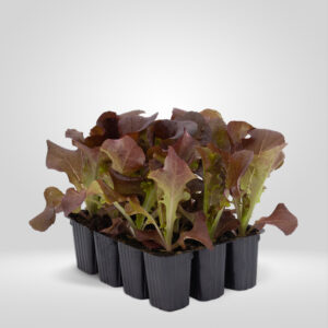Lechuga Trocadero