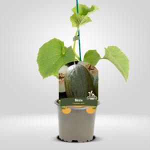 Melón Maceta Pequeña