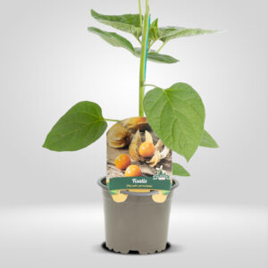 Physalis Maceta Pequeña