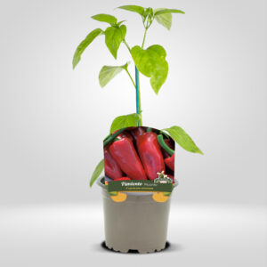 Pimiento Picante en maceta pequeña