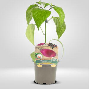 Pimiento Rocoto