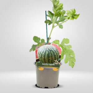 Sandia Rayada en Maceta Pequeña