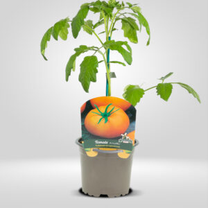 Tomate Amarillo en Maceta Pequeña