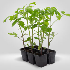 Tomate Azul
