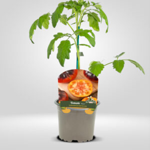 Tomate azul maceta pequeña