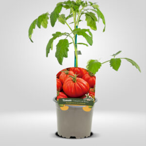 Tomate en corazón de buey maceta pequeña