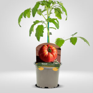 tomate-los-molinos-en-maceta-105.jpg